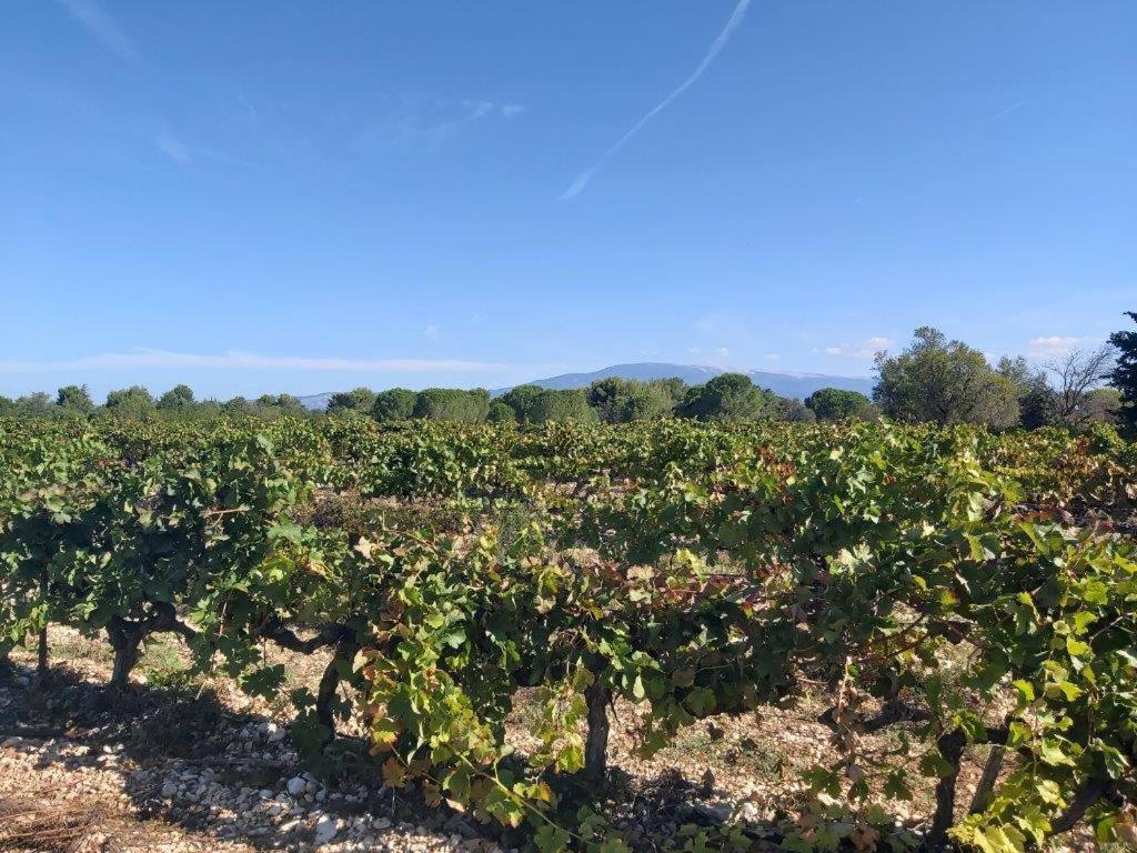 Gite Dans Les Pins Avec Piscine Villa Мазан Екстериор снимка
