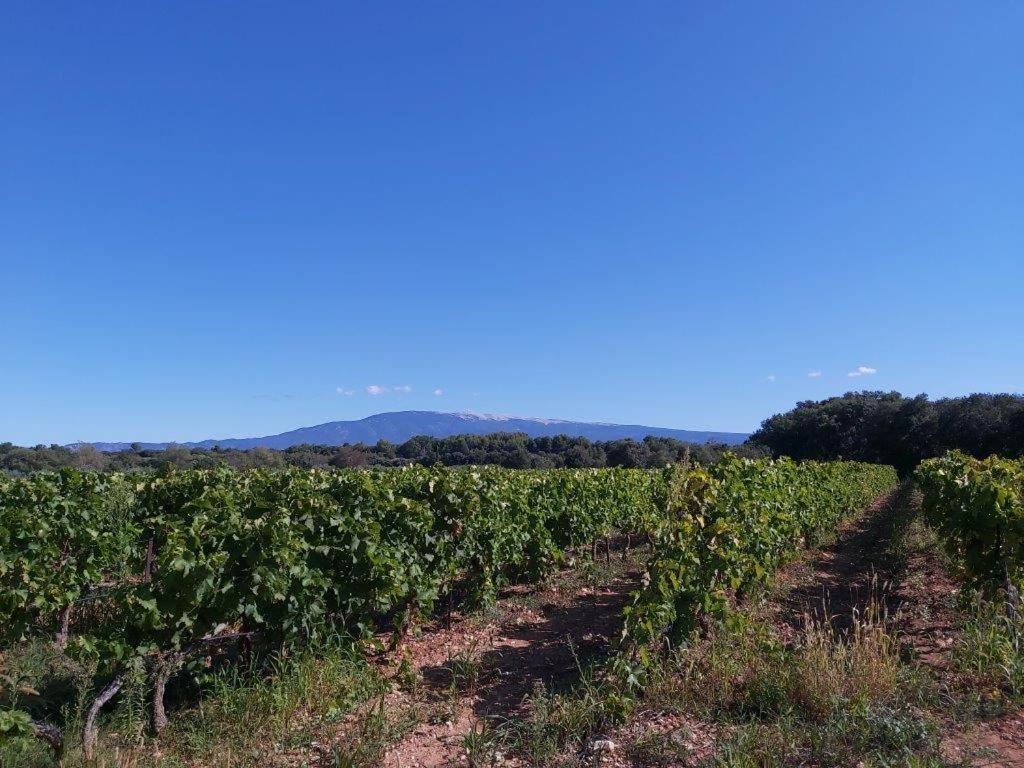 Gite Dans Les Pins Avec Piscine Villa Мазан Екстериор снимка
